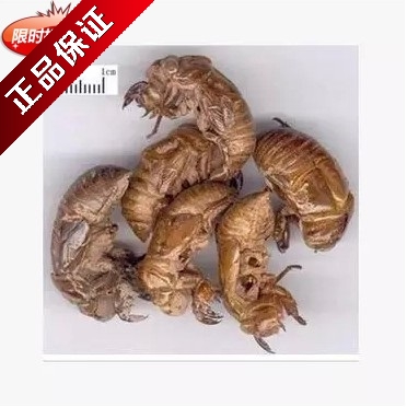 Chinese herbal medicine super cicadas shed their skin, cicadas clothes, washed cicadas, 500 grams of cicadas, and 500 grams of cicadas