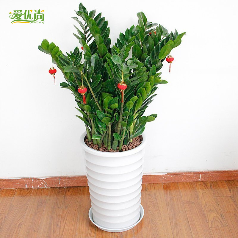 �����н�Ǯ������235