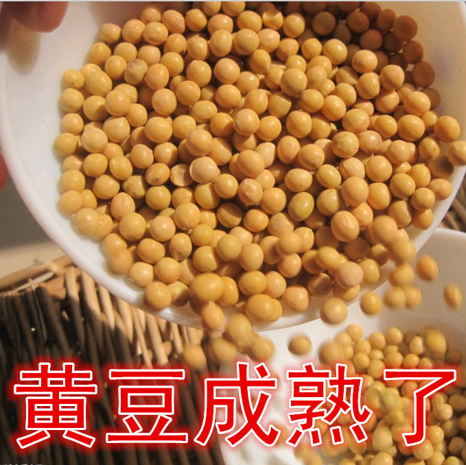 Bulk Northeast Daxing Anling Dry Black land home Five cereals Cereals Soybean beating raw buds 500g Distribution bagged