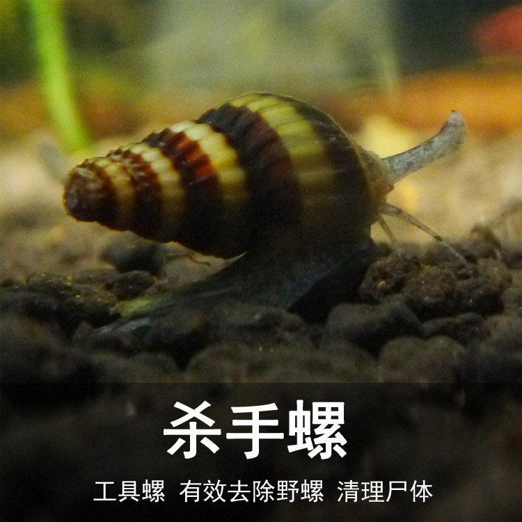 Fat Fat Fish Room Honeybee Pagoda Snail Killer Snail Killer Snail Giant Yellow Bee Snail Specialize Eating Snail Snail Spectator Snail Living