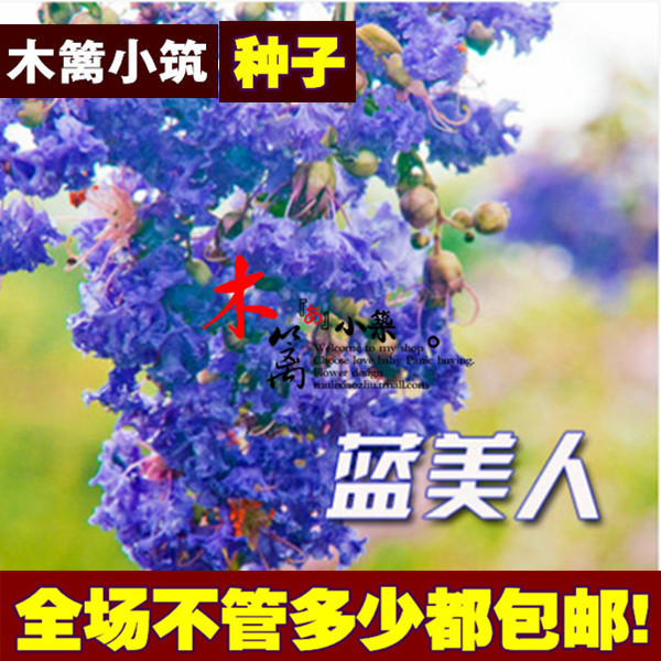 红花紫薇苗小苗 红火箭紫薇花百日红花苗【10粒装】
