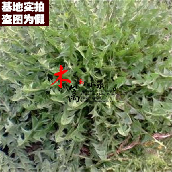 【野生蒲公英16】花卉蒲公英 盆栽地栽花草阳台种植植物