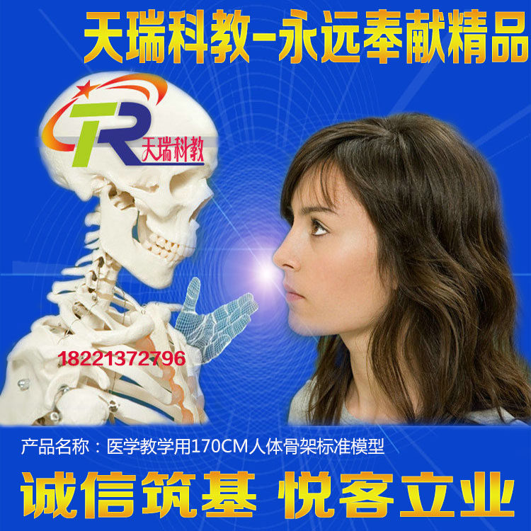 170CM simulation human skeleton model medical life-size human skeleton teaching model skeleton props