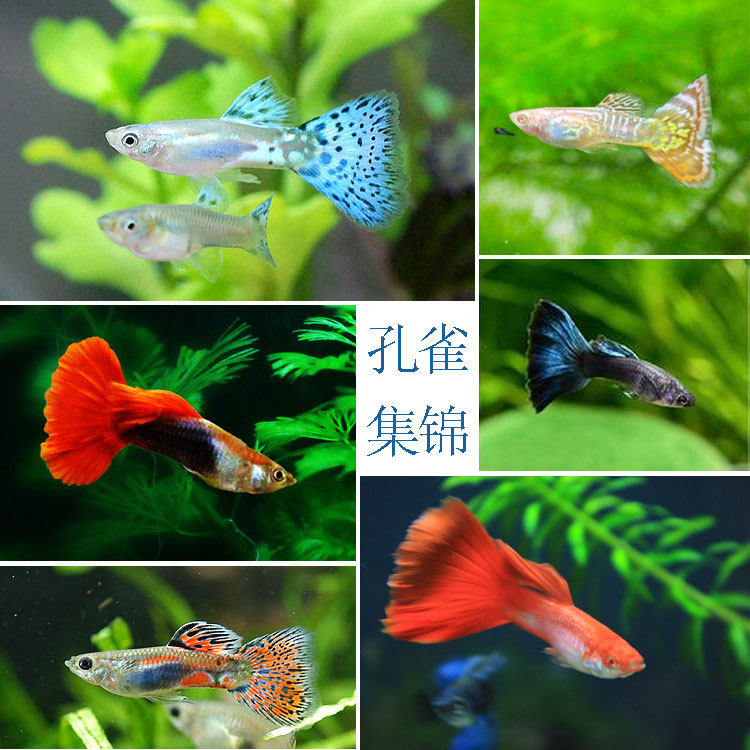 Guppy Bag Live Full Red Eye Torch Brazilian Red Momolan Ivory White Lace Dress Fish Anchovy Live