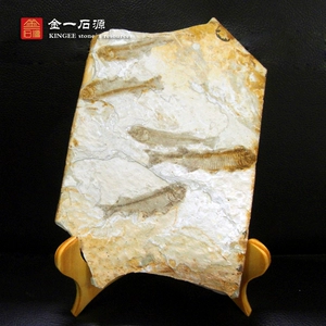 Западный лиаонинг Liaoning Wolf Ward Ward ископаемы
