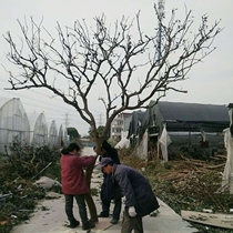 Log shape Dead branches Orange branches Soft tree poles Ecological branches Wishing tree Photo studio window decoration tree