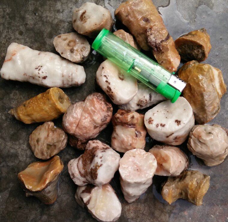 Ning Qiang Coral Jade Quartet of Monomer Coral Fossil Sun Tattoo can be made to play the chapter material beads 2 kg L