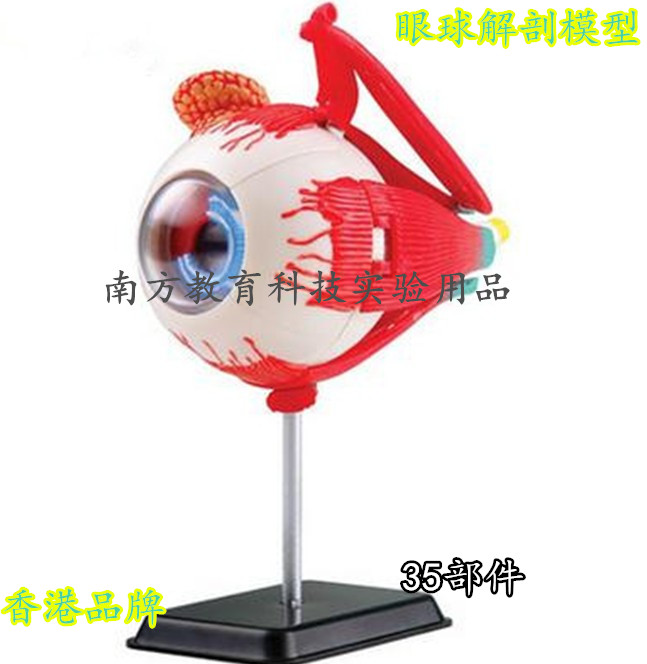 眼球解剖模型 14cm儿童组装仪器眼球眼睛 35部件 香港品牌 正品