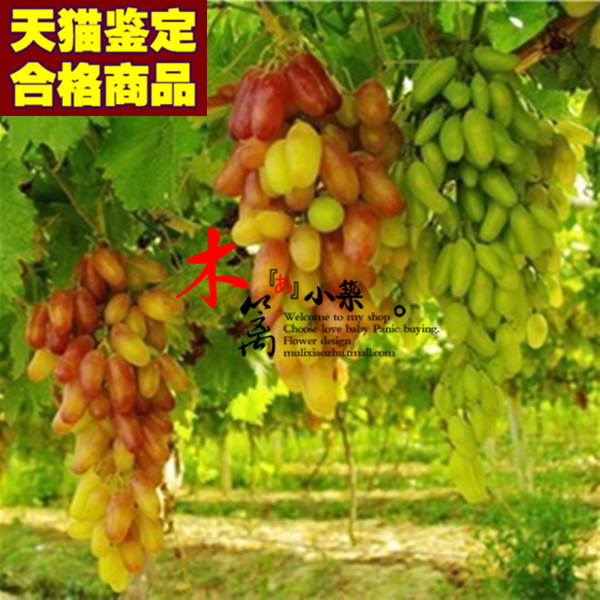 【多利亚】当年结葡萄苗 庭院阳台盆栽地栽葡萄苗 南北方种植