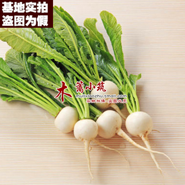 【圆白一号16】萝卜 阳台庭院盆栽地栽蔬菜植物 生吃口感好