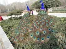 Simulation Peacock tailing Peacock Peacock ornaments living room decoration feather Peacock model Film and Television shooting props