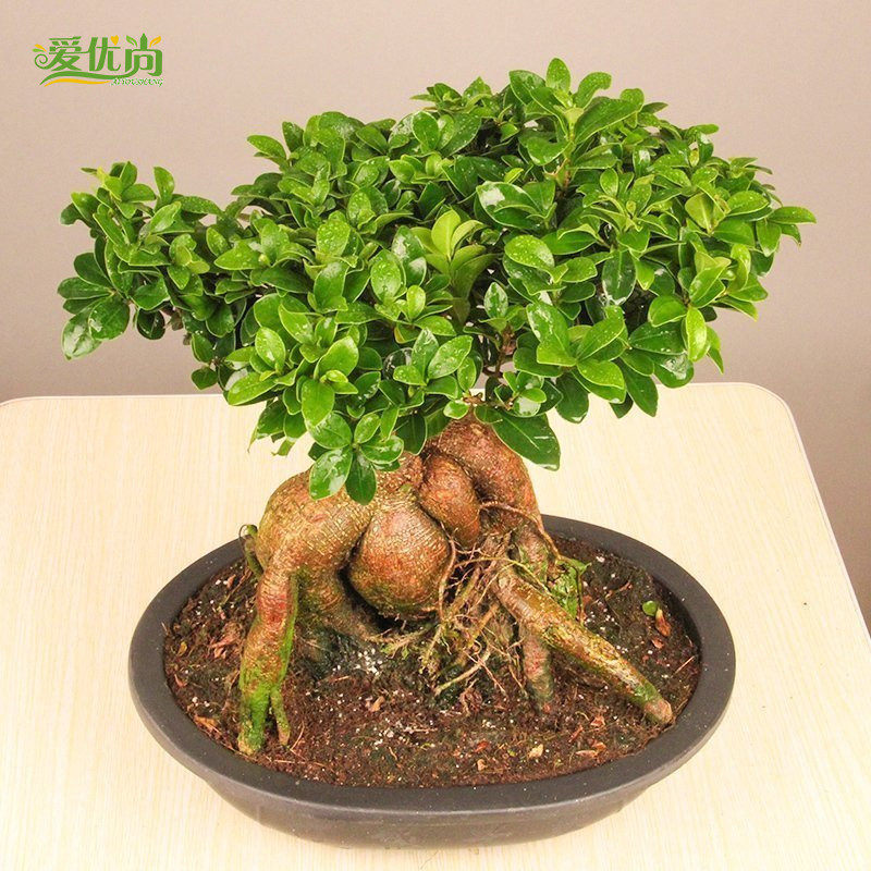 �������辰000188