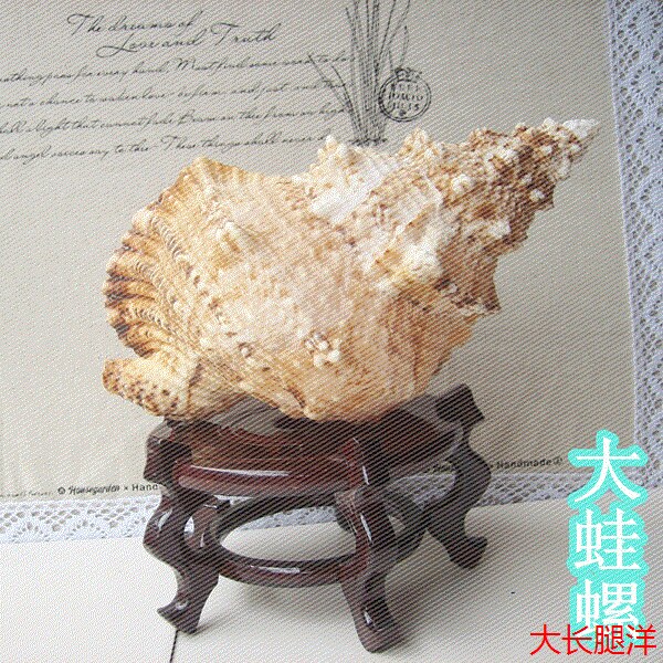 金口大蛙螺25-27CM石号螺/大海螺贝壳大法螺号角螺居家摆件/礼品