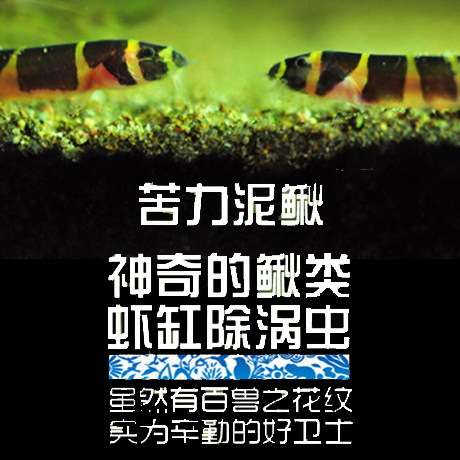South American water ethnic snake paparazzi bitter mud loach straw cylinder shrimp cylinder turboworm protein worm killer tool fish living fish