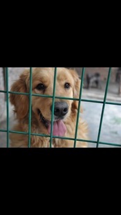 (Adoptive) B22 Hiding (non-selling items for display only) Pets