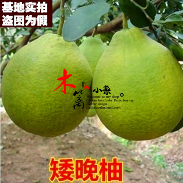 【矮晚柚15】果樹苗柚子樹苗柚子苗庭院嫁接柚子苗盆栽地栽