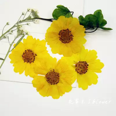 Snake chrysanthemum flower embossed dry flower drops glue dry flower mobile phone Protective case plant teaching specimens 12 sets