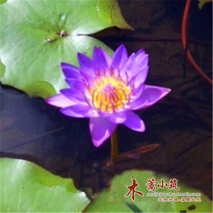 夏季观赏睡莲【紫水晶】水培盆栽睡莲根块