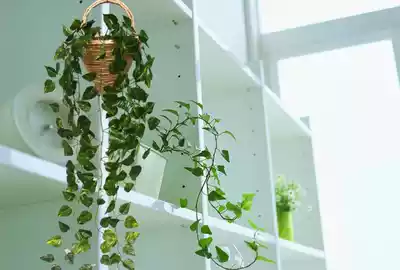 Simulated Wall rattan crabapple leaves Ivy air conditioning tube decoration simulation Golden celium wall hanging