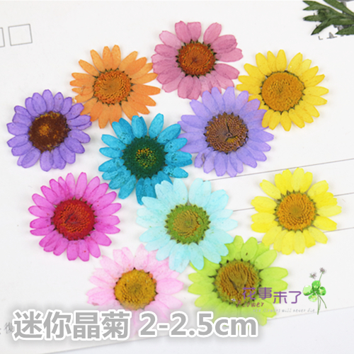 Mini crystal chrysanthemum dried flower flower flower embossed plant specimen Drop glue dried flower Mobile phone protective shell flower thing is not over