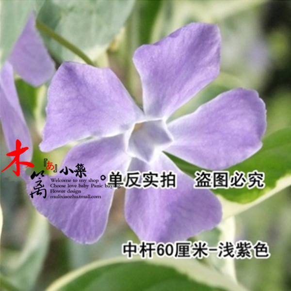 波斯菊花【中杆浅紫色】阳台花卉盆栽花草 大波斯菊 格桑花