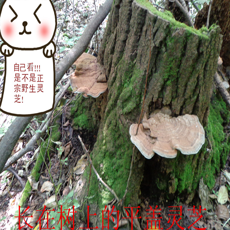 Long white Mountain Lucid Lucid pure wild flat cover Lucid Lingzhi Tree Tongue Northeast Lingzhi Old Bull Dry 500 gr slices needed to be remark