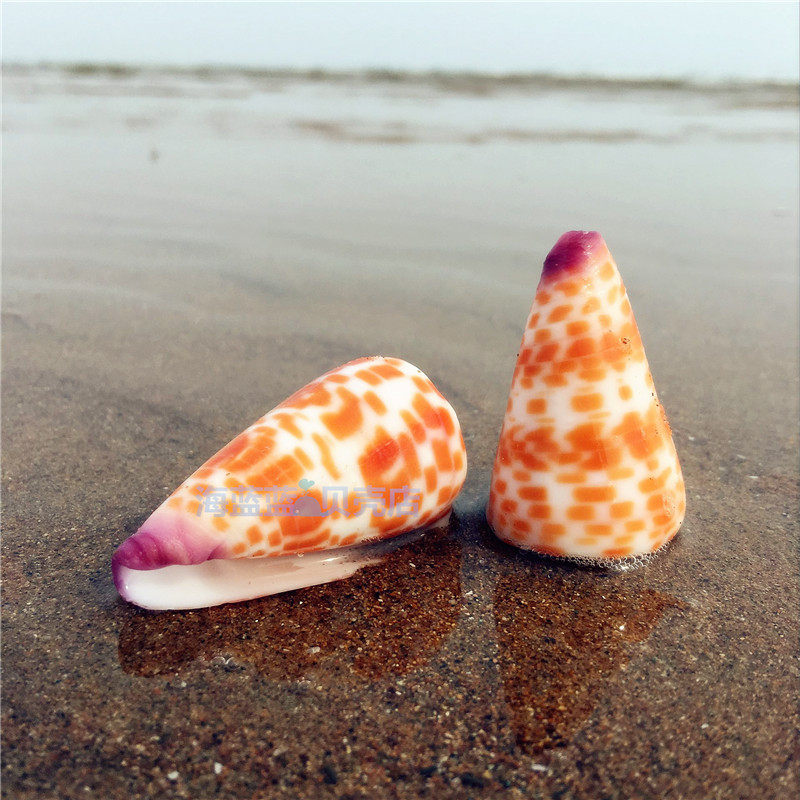 Natural conch shell 5-6CM red brick taro snail Aquarium landscaping platform Home decoration collection specimen toy