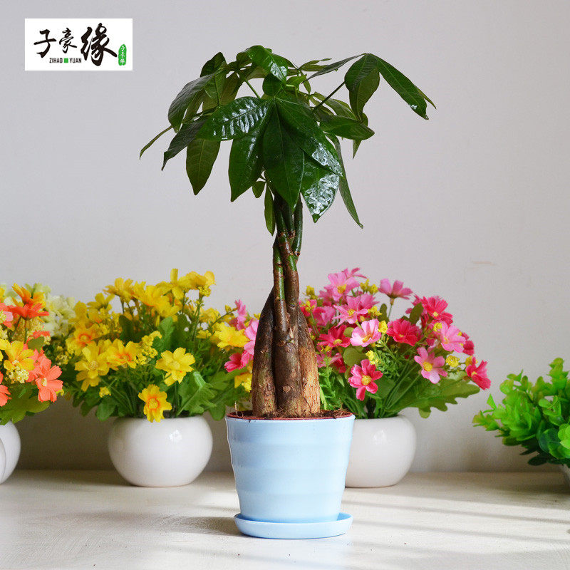 �Ӻ�Ե��ľ�辰������