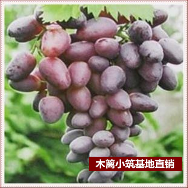 【皇家秋天】当年结葡萄苗 庭院阳台盆栽地栽葡萄苗 南北方种植