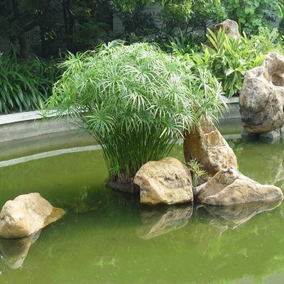 水生花卉植物 水竹 伞草 旱伞草 风车草苗 鱼池鱼塘装饰 美化环境 Изображение 1