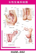 医学人体器官医学挂图 女性生殖系统结构解剖图 妇科医用解剖海报