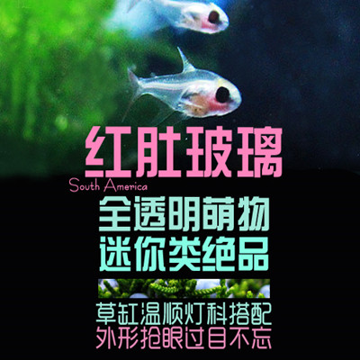 South American water ethnic red belly fish red belly glass transparent fish light corfish small ornamental tropical fish grass cylinder fish living