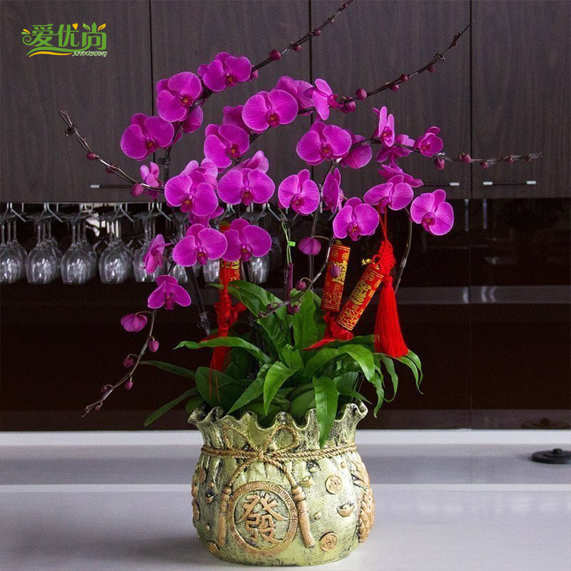 ������6֧��ɫ����������225