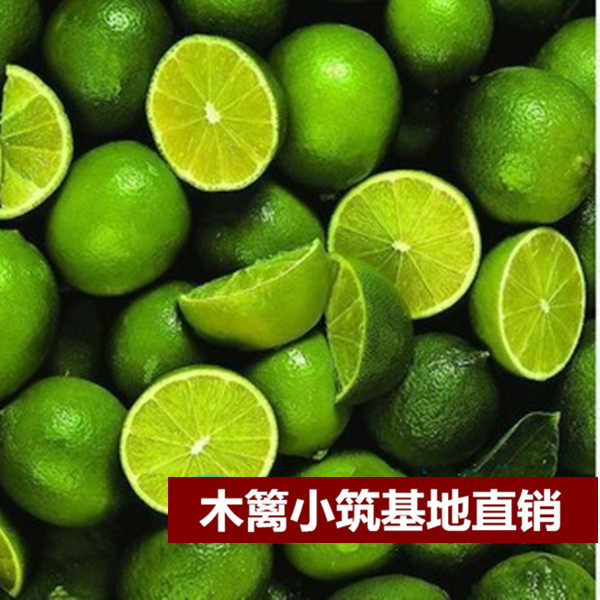 【泰国柠檬茶柚】盆栽地栽苗 柚子苗 天皇蜜柚 产量高 南北方种植