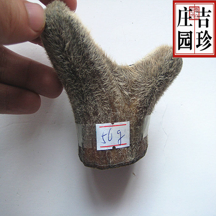 Jilin Sika deer antler dried antler whole antler whole antler piece blood piece wax piece Semi-wax piece whole branch 1g