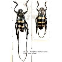 Butterfly language: true insect specimens the Nemophas of the trifasciatus of the hornworm Collection Experiment