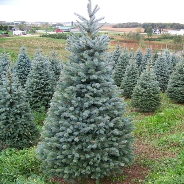 圣诞树 圣诞 盆栽室内苗花卉 阳台花 观花植物