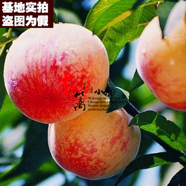 【阳山水蜜桃15】盆栽地栽花苗盆栽桃樹苗嫁接苗水蜜桃油桃苗