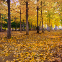 Customized travel Shaoguan Nanxiong 3 days 2 nights Apricot Tour Hat Peak Forest Farm Danxia Mountain Fengyuan Hot Spring