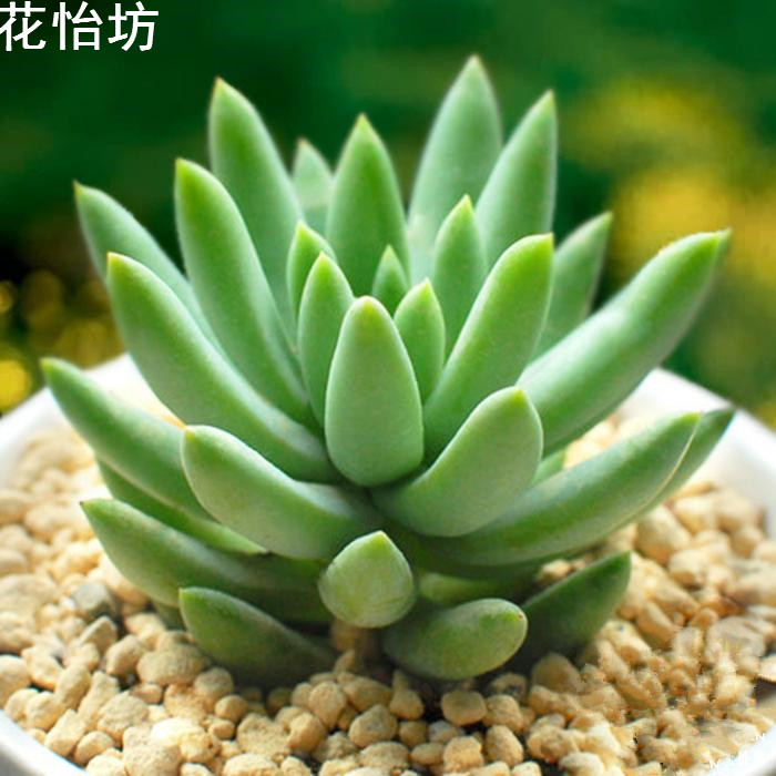 多肉植物 千佛手 玉珠帘 防辐射 绿植迷你盆栽 景天科景天属