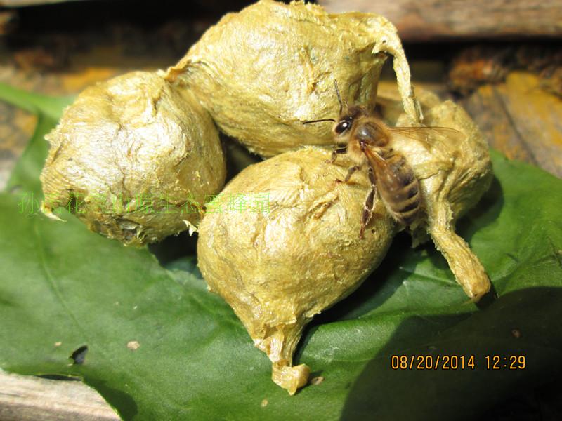 Farm-Produced Northeast Xiaoxing'Anling Yichun Pure Natural Red Pine Bee Collagen Glue 