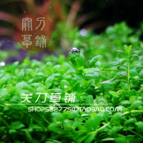 Mini Dwarf Pearl Aquatic Grass Guan Dao Cao Pu Aquatic Grass Studio Underwater Leaf Water Middle Leaf Aquarium Prospect Grass