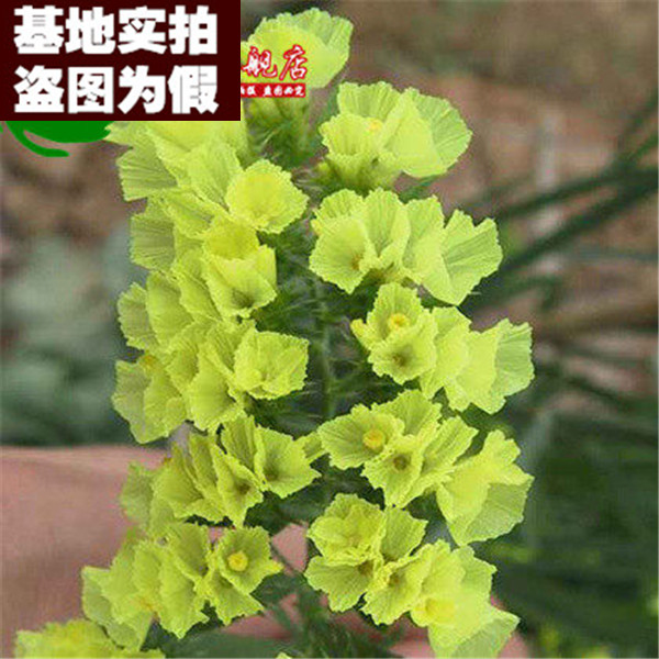 【淡绿色勿忘我16】蓝色勿忘我 家庭园艺阳台盆栽花卉【50粒装】