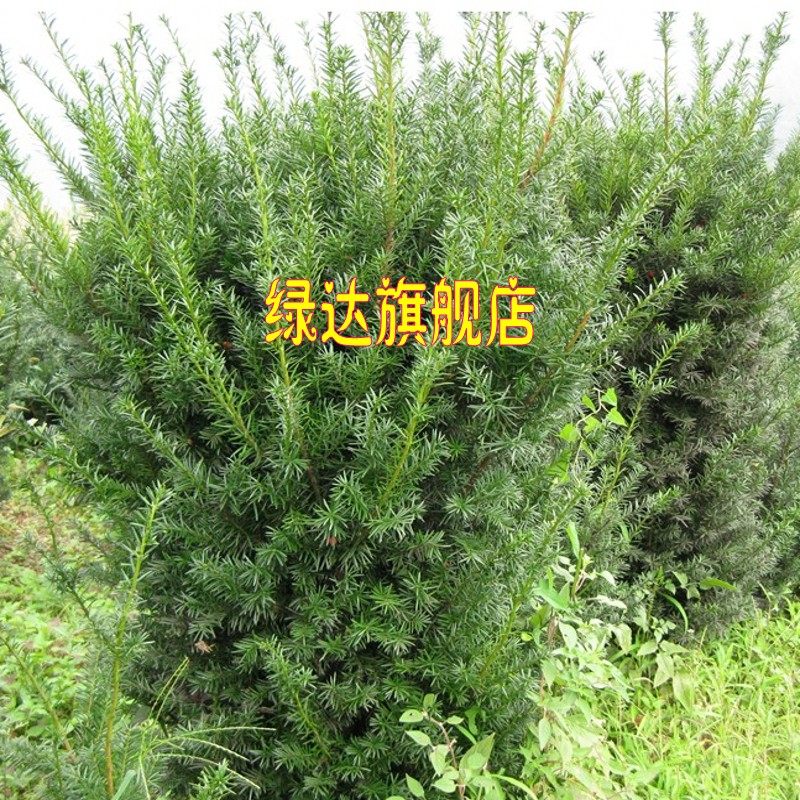 �̴���ֲ����