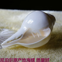 Tibetan conch Nepal conch conch offering blowing conch right-handed conch large conch