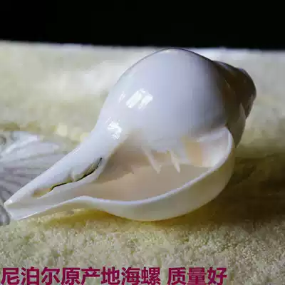 Tibetan method snail Nepali method snail for snail Blowing conch Right-handed method snail Large conch 