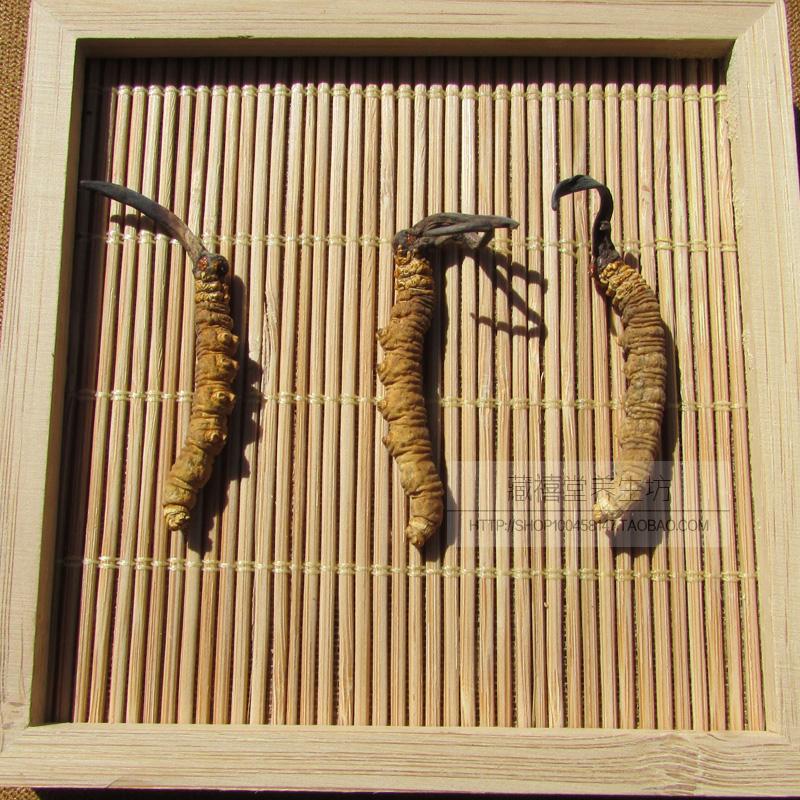 Tibet's song Winter - worm 6 - gram selected standard without sulfur