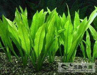 Uruguay crown aquatic plant uruguay crown category nine crowns