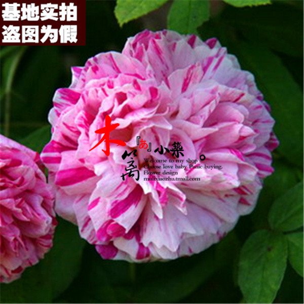 【奥斯汀16】欧月藤本月季苗 盆栽地载爬藤攀援蔷薇玫瑰花苗