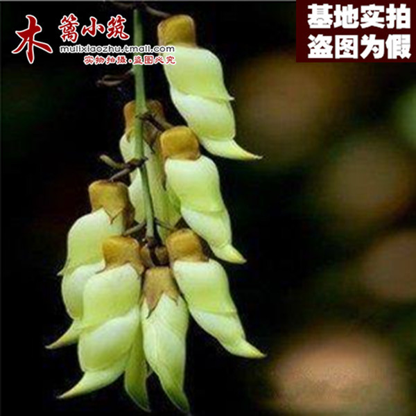 【紫玉藤16】庭院花卉多花紫藤花苗紫藤树紫藤萝紫藤苗爬藤植物